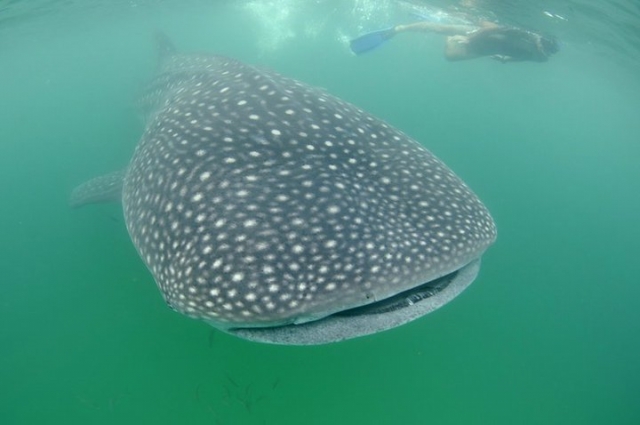 snorkel con tiburon ballena